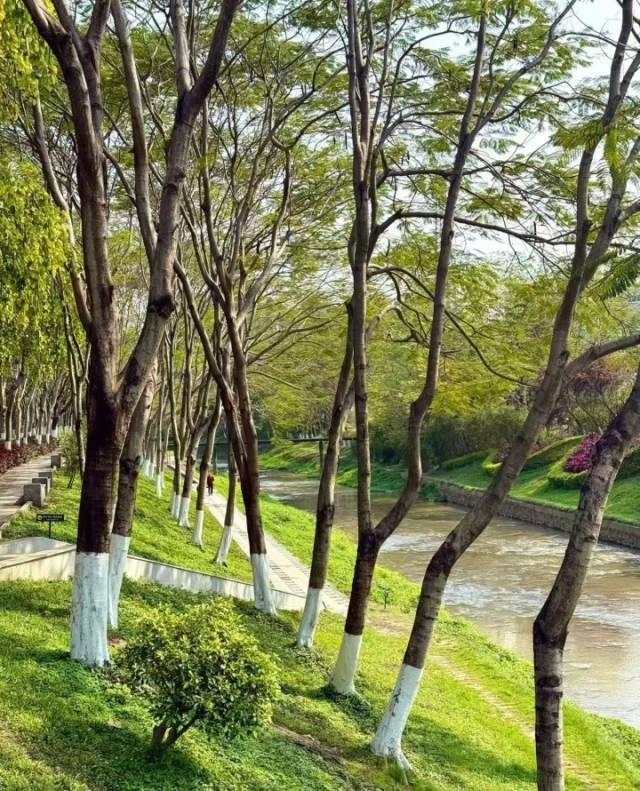 车陂涌碧道。